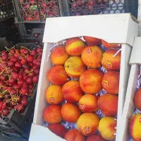 گیلاس درجه یک،شلیل