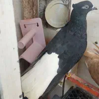 ماده دم سفید درشت