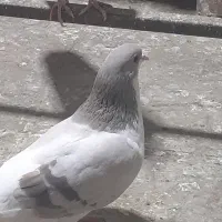 کفتر ها سالمن به شرط تخم