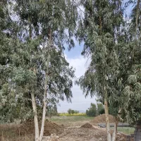 زمین-کشاورزی-8800-متری-بنوارشامی