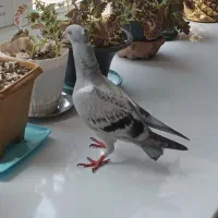 کفتر شامی جوونه ماده