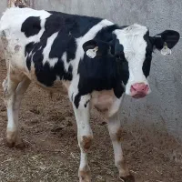 گوساله نر هولشتاین