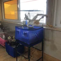 طوطی عروس هلندی دستی