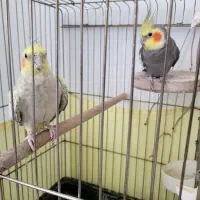 یک جفت عروس هلندی