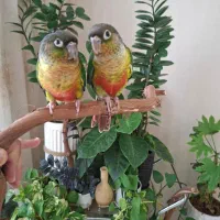 فروش طوطی گرین‌چیک کانور (Green Cheek Conure)