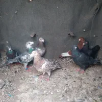 چندتا کفتر فروشی