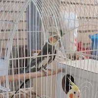 عروس هلندی گم شده