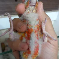 جوجه سرلاکی گرینچیک
