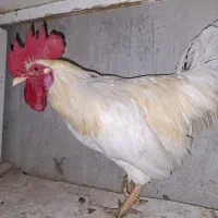 خروس سفید