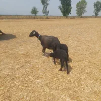کبود چوری جوان با بره دوقلو ویک کبود بره ماده
