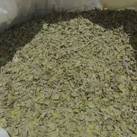 آویشن کوهی