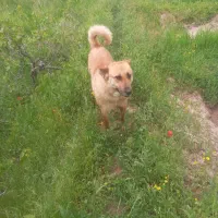 سگ نگهبان