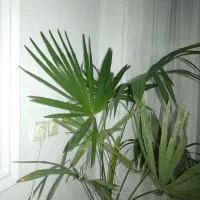 نحل بادبزنی