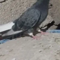 ماده کوهی دمسفید چاپی
