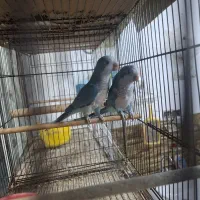 راهب بالغ  با تست تعیین جنسیت