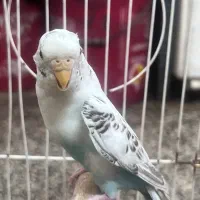 مرغ عشق بالغ ماده