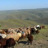 فروش میش