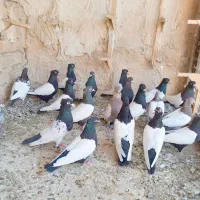 دسته 19سینه دونی 1ملیون