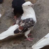 سیاه پلنگ میل سرخ