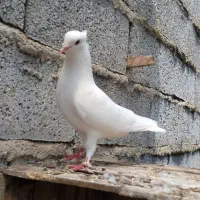 کبوتر نر سفید کاکل آس