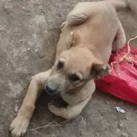 سگ گوم شده