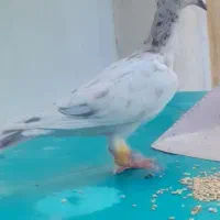 سرور قزوینی گمشده