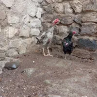 خوروس لاری