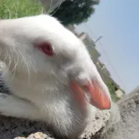 خرگوش چشم قرمز