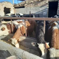 گوساله سمینتال قرمز وسیاه درجه یک وزن کلیو تقریبی