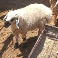 بره نرسبک وزن