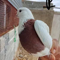 کبوتر