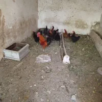 مرغ و خروس
