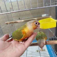 گرینچیک سرلاکی و تازه دونخور