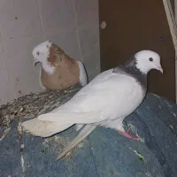۱عددطوقی چندرنگ خیلی خوشگله