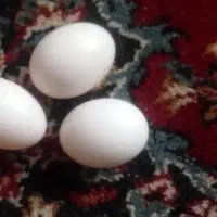 تخم کبوتر نطفه دار