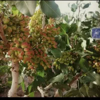 خرید پسته کال شما نقدی خریداریم