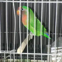 طوطی کوتوله ماده