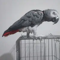 کاسکو نر رام و سخنگو