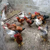 خروس
