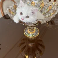 گربه