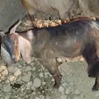 کهره ماده