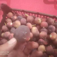 انجیر|خوردنی و آشامیدنی|دورود, |دیوار