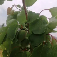 باغ-شهر-سیخ-دارنگون