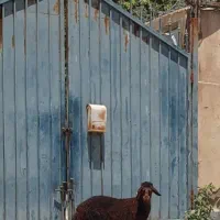 بره ماده هموزیگوت 26 کیلو
