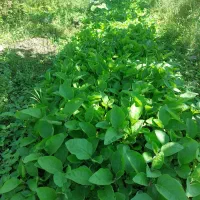 فروش شیتیل نشا بادمجان قلمی و  گوجه