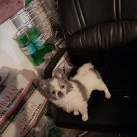 سگ پامر مینیاتوری