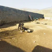 یک جفت سگ گوسفندی در بجنورد روستای قزلقان