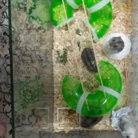 دو جفت همستر 290