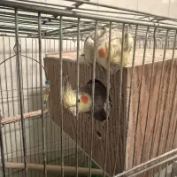 مولدعروس هلندی