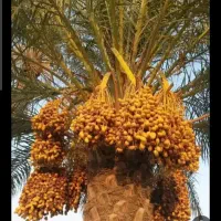 خرما محلی فنوج